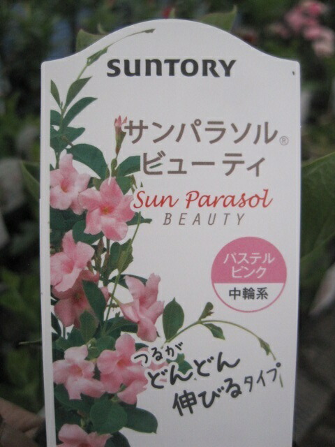楽天市場 サンパラソル ビューティ パステルピンク苗 マンデビラ 花の王国