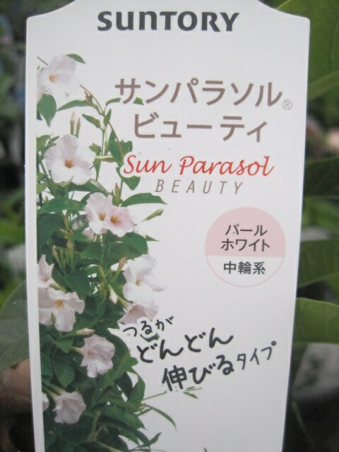 楽天市場 サンパラソル ビューティ パールホワイト苗 マンデビラ 花の王国