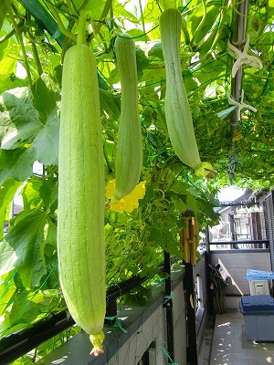 楽天市場 ヘチマ苗 花の王国