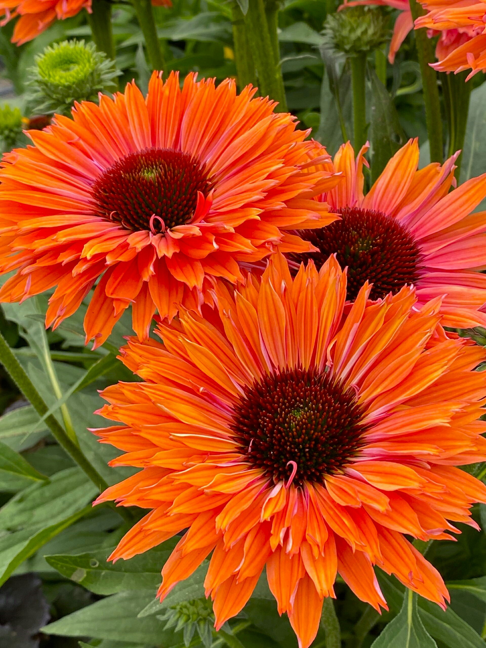 楽天市場】背の低いエキナセア苗 パナマ ローズ : 花の王国