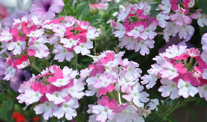 楽天市場 宿根バーベナ ラナイ ツイスターピンク苗 特別価格 花の王国