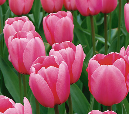 楽天市場 チューリップの球根 ピンクインプレッション 花の王国
