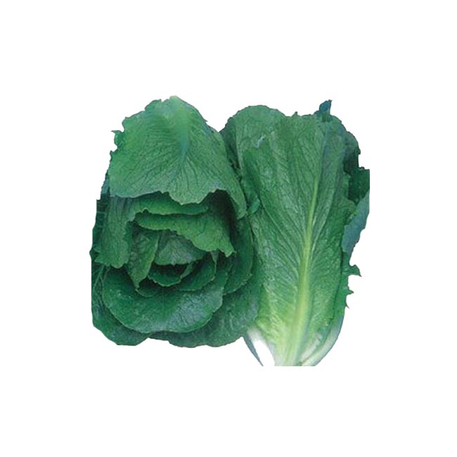 1号 Lコート 種 ロメインレタス 種子 スプラッシュ 野菜の種子 5千粒 イケダグリーンセンター 横浜植木 レタス Lコート 野菜種