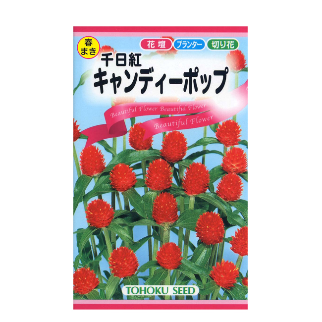 楽天市場 花の種 トーホク 千日紅 キャンディーポップ イケダグリーンセンター
