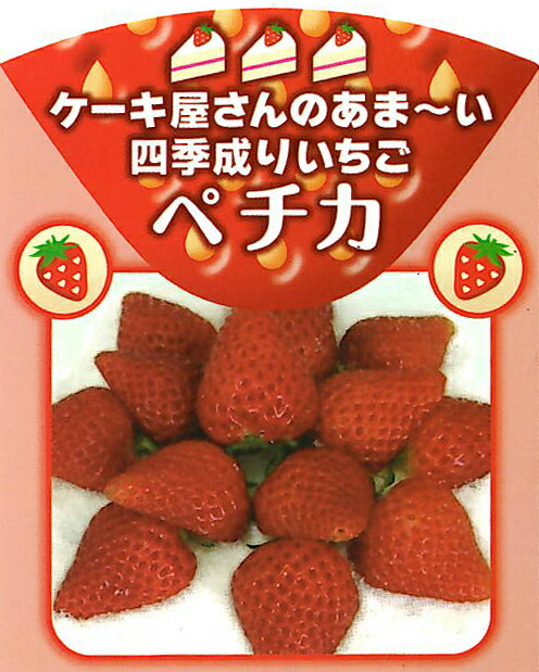 楽天市場 いちご 苗 四季成り性 ペチカ 3 5号ポット苗 花の大和 イケダグリーンセンター