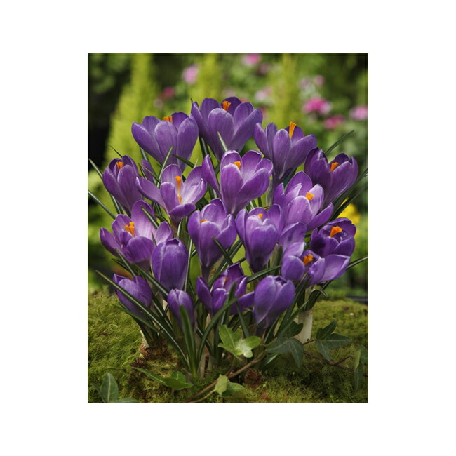 楽天市場 花の大和 クロッカス 球根 リメンブランス 10球 イケダグリーンセンター