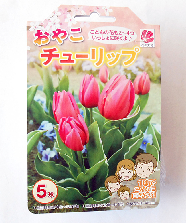 楽天市場 花の大和 チューリップ 球根 おやこチューリップ イケダグリーンセンター