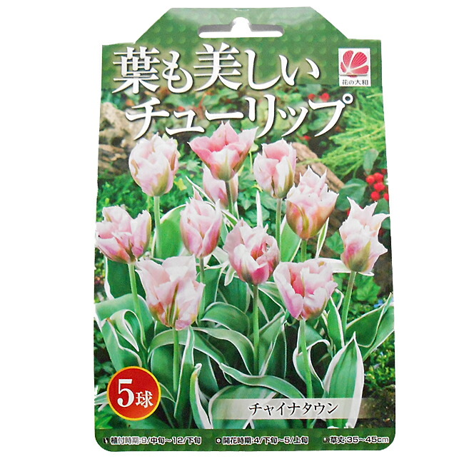 楽天市場 花の大和 葉も美しい チューリップ 球根 チャイナタウン 5球 イケダグリーンセンター