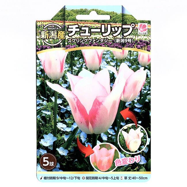 楽天市場 新潟産 チューリップ スプリングファンタジー 新潟9号 5球入 イケダグリーンセンター