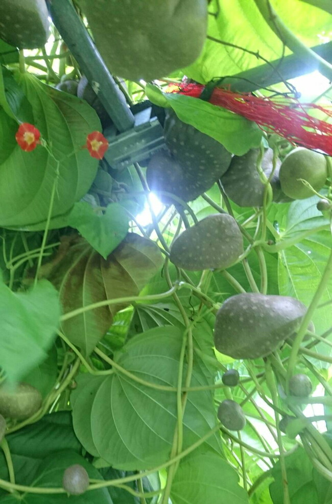 楽天市場 宇宙芋 うちゅういも ムカゴ Ss 3ｃｍ程度 10個入り イケダグリーンセンター