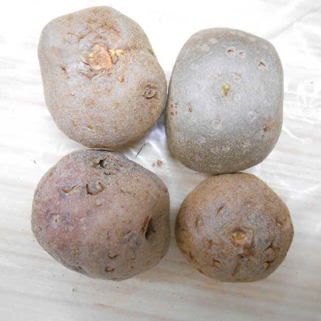 楽天市場 宇宙芋 うちゅういも ムカゴ Ss 3ｃｍ程度 10個入り イケダグリーンセンター