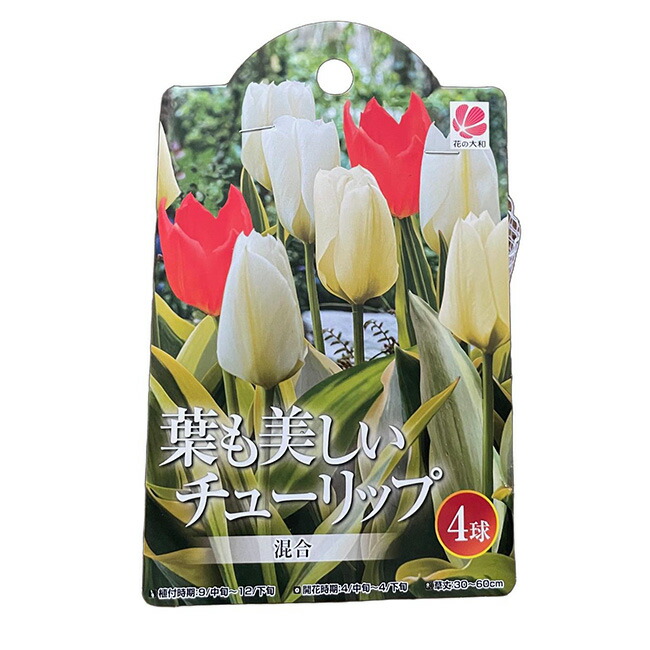 チューリップ様 リクエスト 4点 まとめ商品 チューリップ様 リクエスト 4点 まとめ商品