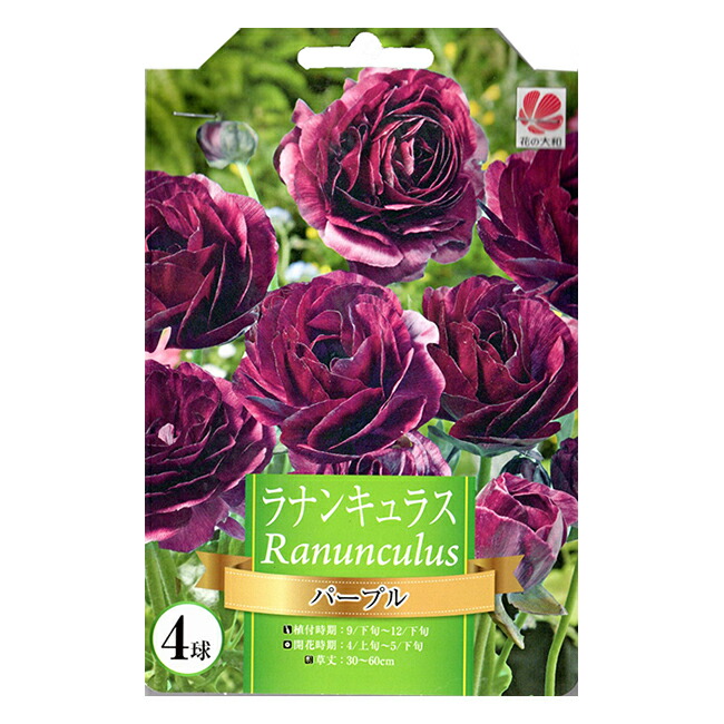 楽天市場】ラナンキュラス ラックス アフロディーテ 苗 4号
