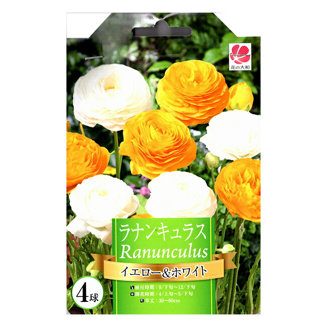 ➁ラナンキュラスラックス　アフロディーテ　小2球根 ラナンキュラス：ラックス アフロディーテ3.5-4号ポット* の通販