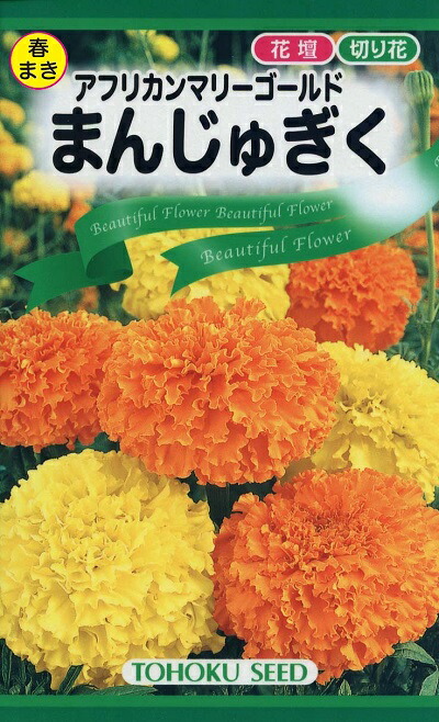 楽天市場】マリーゴールド アフリカン種 ホワイトゴールドマックス