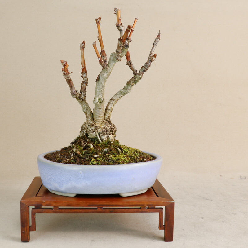 楽天市場】クチナシ - 清誉 - 小品盆栽【いよじ園 伊予路園】 : いよじ