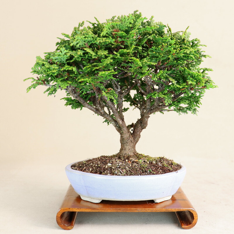 楽天市場】不動の人気【 津山桧 / ヒノキ 】 ミニ盆栽 【松柏盆栽
