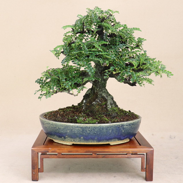 楽天市場】磯ザンショウ （小品盆栽）いよじ園 : いよじ園 楽天市場店