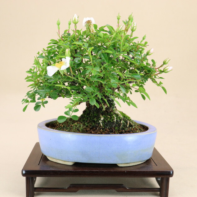 送料無料 野薔薇 小町 照葉ノイバラ 極小葉 小品盆栽 いよじ園 伊予路園 Volscambiente It