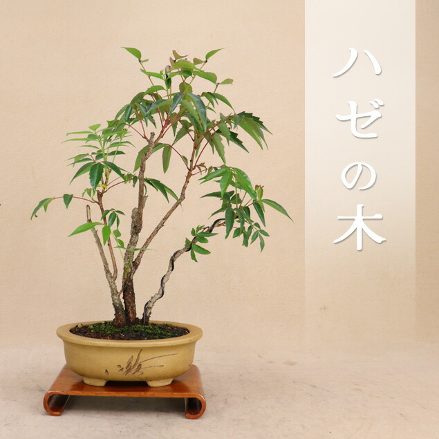 ナツハゼ？鉢付き盆栽 Yahoo!オークション -「ナツハゼ 盆栽」(盆栽) の落札相場・落札価格