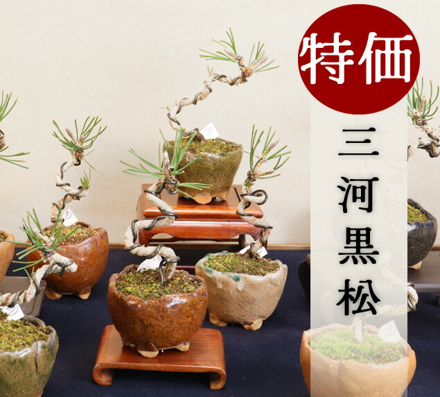 楽天市場】ミニ盆栽：三河黒松*（土物反六角陶器鉢）鉢植え お試し