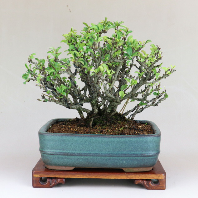 楽天市場】長寿梅 根上り（赤花） 小品盆栽 【雑木盆栽】いよじ園