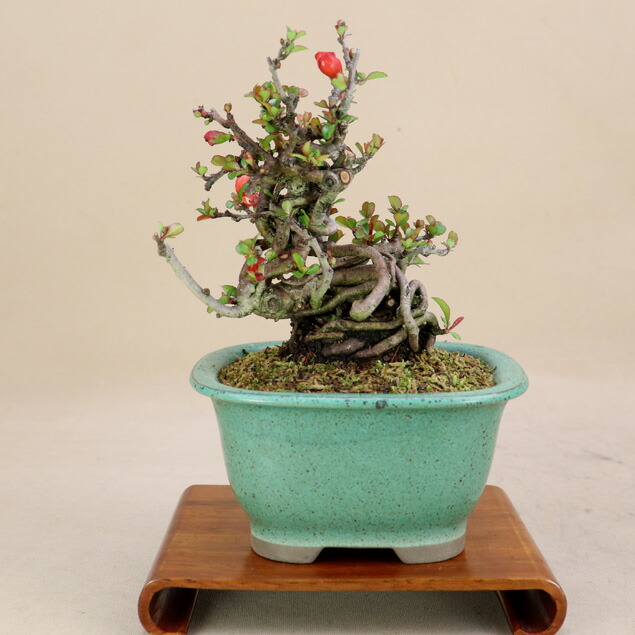 楽天市場】【 キンズ / 金豆 】 取木素材 ミニ盆栽（いよじ園） : いよ