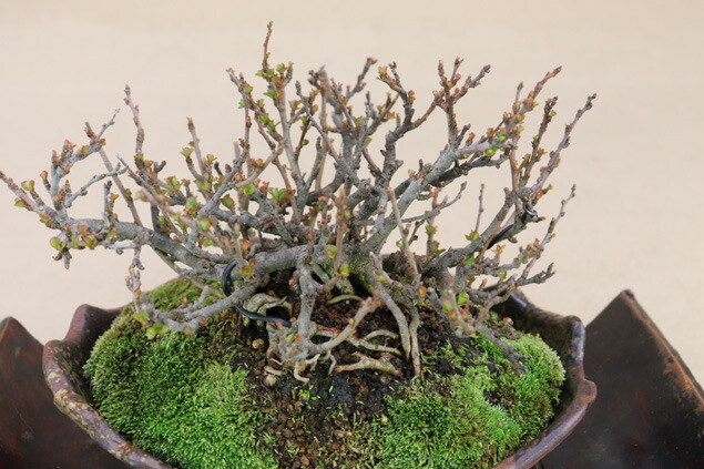 送料無料 長寿梅 極小葉 小品盆栽 雑木盆栽 いよじ園 Rocrooms Com