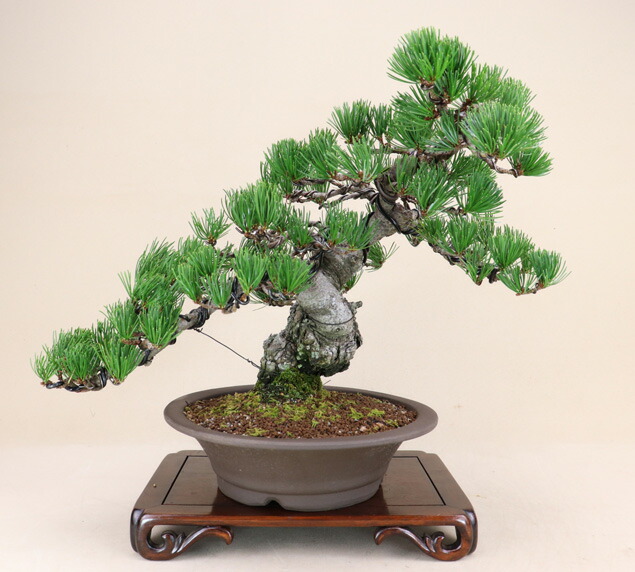 送料無料 送料無料 五葉松 宮島 花 観葉植物 中型サイズ 樹齢28年 松盆栽 いよじ園 いよじ園 五葉松 店 現物お届け 盆栽 専門店が自信を持ってお届けします