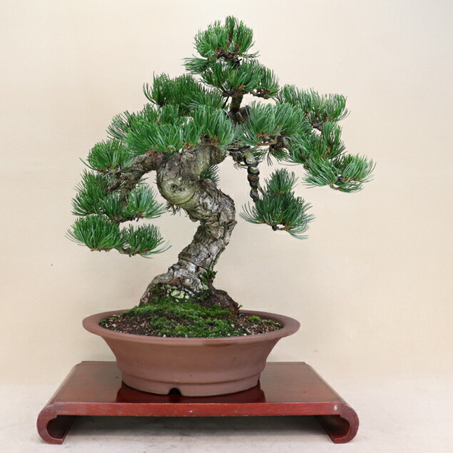 楽天市場】赤松 信州産山取 大型盆栽 （鉢：南蛮壺鉢） 【松 盆栽