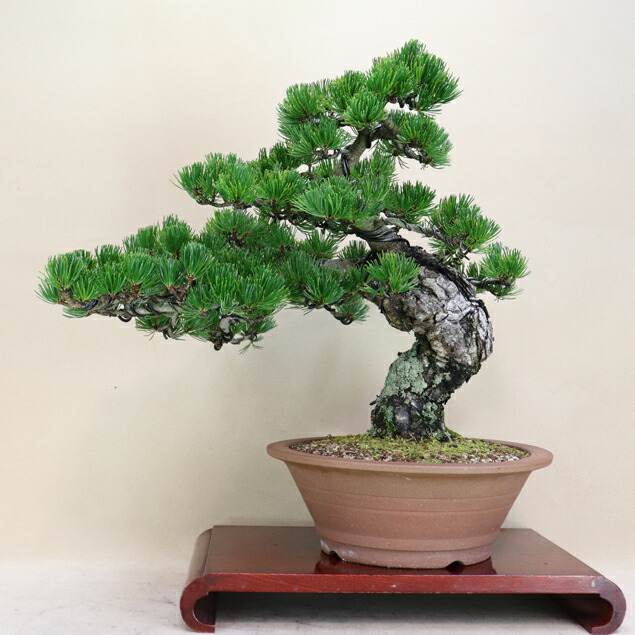 楽天市場】五葉松 - 宮島 - 小品盆栽（将来性抜群 素材） いよじ園