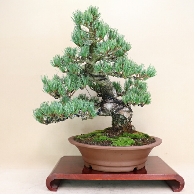 楽天市場】五葉松 - 宮島 - 小品盆栽（将来性抜群 素材） いよじ園
