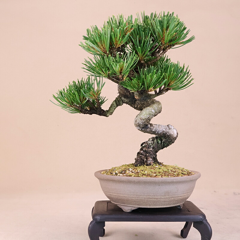 【五葉松】小品盆栽（松盆栽 bonsai） いよじ園｜いよじ園 店
