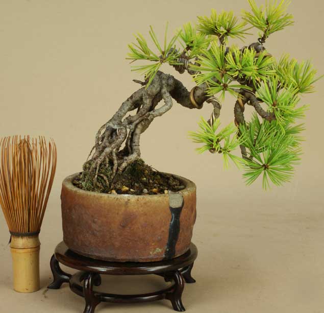 楽天市場 送料無料 盆栽 松 吾妻五葉松 根上り 伊予路園 小品盆栽ミニ盆栽 松柏盆栽 Smtb Kd いよじ園 楽天市場店