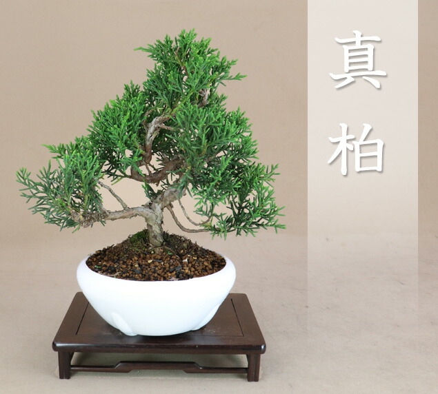 【貴風 津山檜盆栽】真柏　　　⭕希少、美品、お薦め品❗ 楽天市場】不動の人気【 津山桧 / ヒノキ 】 ミニ盆栽 【松柏