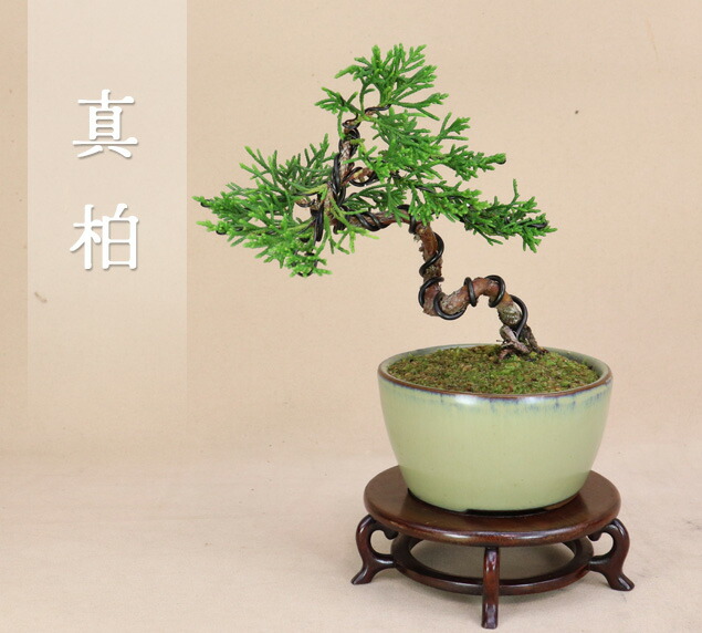 真柏盆栽⑤ hb0031c-01-a.jpg