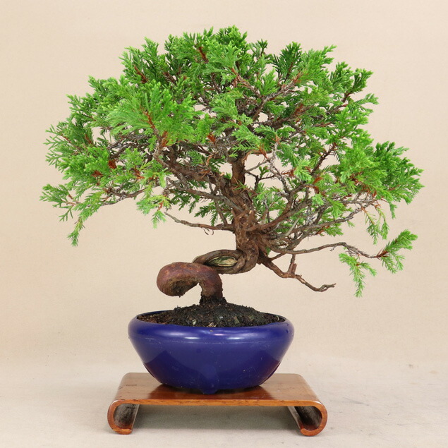 楽天市場】糸魚川真柏 小品盆栽 （いよじ園） : いよじ園 楽天市場店