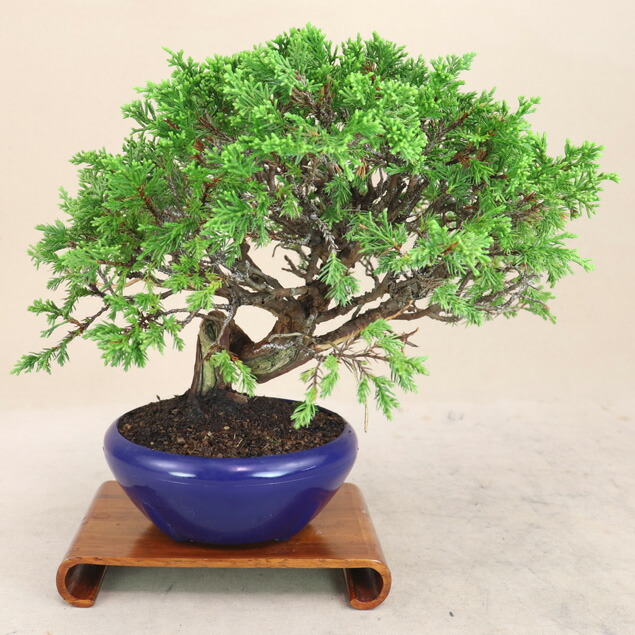 楽天市場】糸魚川真柏 小品盆栽 （いよじ園） : いよじ園 楽天市場店