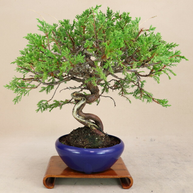 楽天市場】糸魚川真柏 小品盆栽 （いよじ園） : いよじ園 楽天市場店