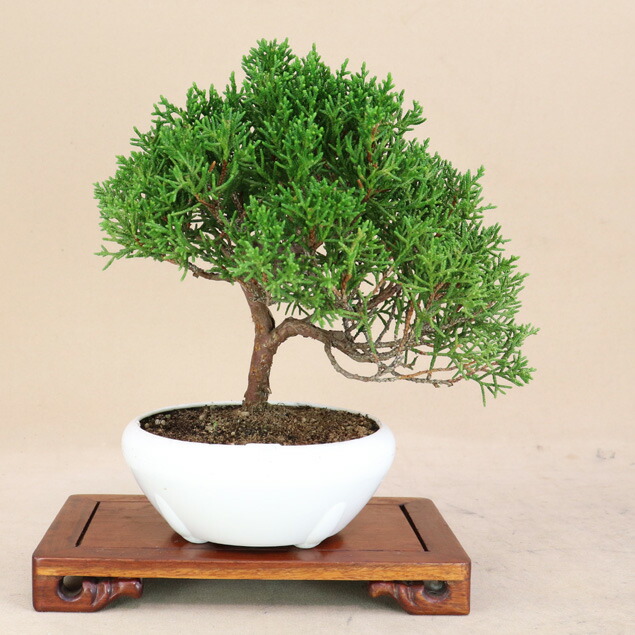 盆栽 糸魚川真柏 文人木 Amazon.co.jp: 糸魚川真柏 文人木 盆栽【泰寿園 Online】 : DIY