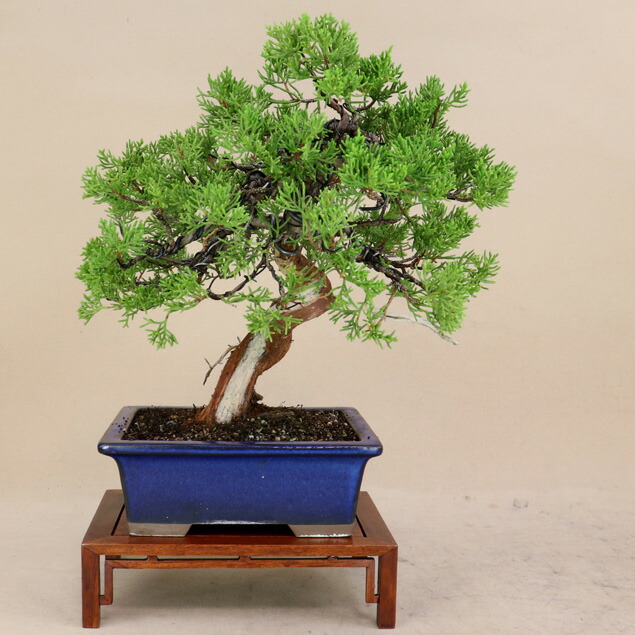 楽天市場】糸魚川真柏 小品盆栽 （いよじ園） : いよじ園 楽天市場店