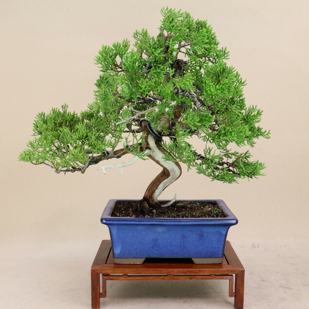 斑入り糸魚川真拍 盆栽 楽天市場】【送料無料】小盆栽 斑入り 糸魚川真柏（苗） : 片岡笑幸園