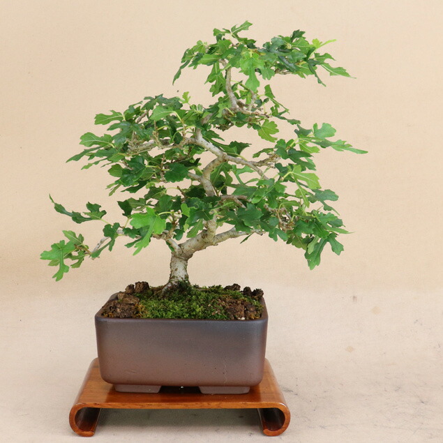 楽天市場】磯ザンショウ （小品盆栽）いよじ園 : いよじ園 楽天市場店