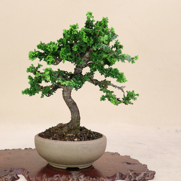 【貴風 津山檜盆栽】真柏　　　⭕希少、美品、お薦め品❗ Yahoo!オークション - 盆栽 貴風・中品 山木・山採り 希少サイズ 糸魚