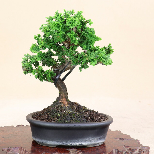 楽天市場】【あすなろ / 翌桧】小品盆栽（いよじ園） : いよじ園 楽天