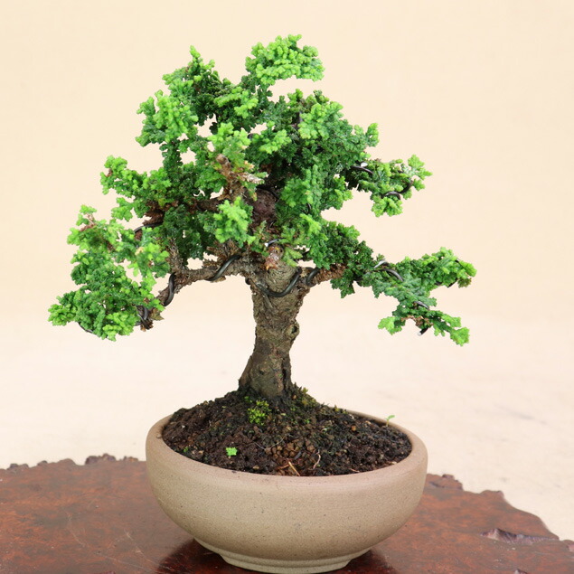 小品 盆栽 キンズ 楽天市場】【 キンズ / 金豆 】 将来性抜群の素材 小品盆栽（いよじ園