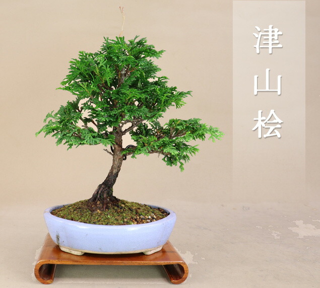 【小品 双幹 津山桧盆栽】　　⭕お洒落な一品❗真柏… 楽天市場】不動の人気【 津山桧 / ヒノキ 】 ミニ盆栽 【松柏盆栽