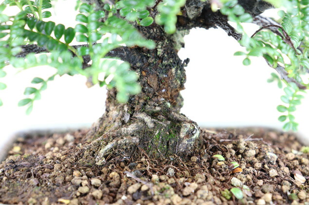 磯ザンショウ (小品盆栽)いよじ園 花・観葉植物 | resalidas.com