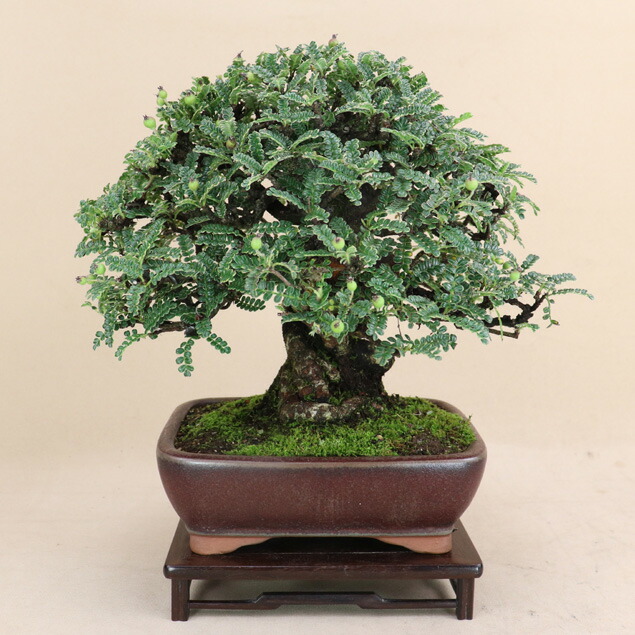 逸品！葉先までわずか9㎝　宮島五葉松　ミニ　小品　盆栽　真柏　黒松　紫陽花　楓 楽天市場】【送料無料】 五葉松 - 宮島 - 中型サイズ 樹齢28年