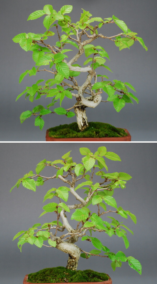 樹高13.5㎝ イワシデ ソロ 小品盆栽 BONSAI 真柏 黒松 五葉松 紅葉